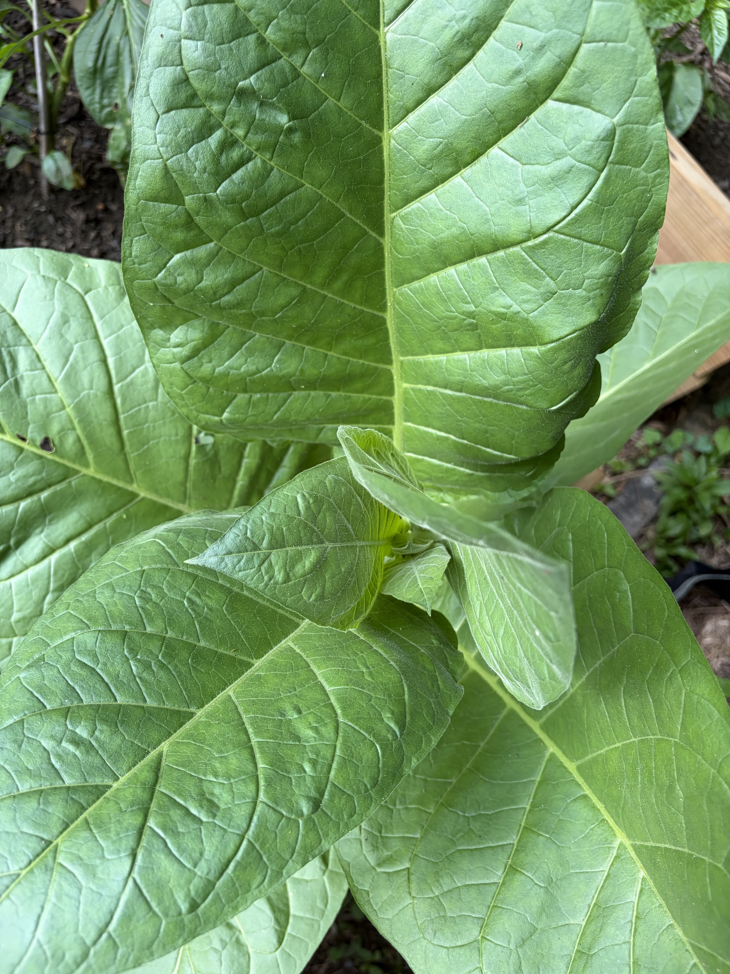 Havana 608 tobacco plant