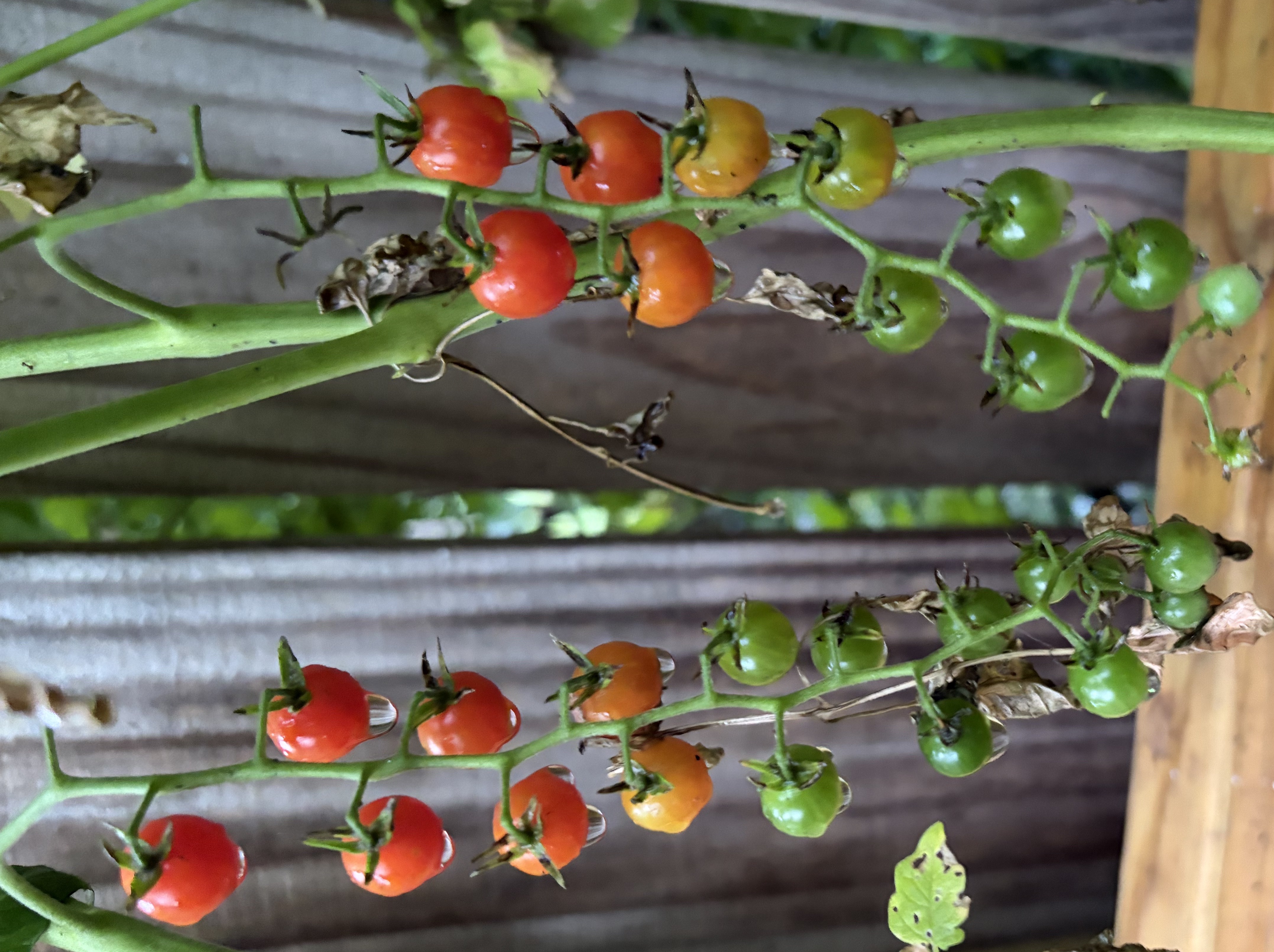 Red Currant tomato